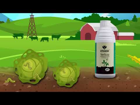 Verticillium Lecanii 1.15% W.P. 1 x 10 ^ 8 CFU/gm min. Bio Insecticides for Plants, Crops and Home Gardening - Verticoz-P