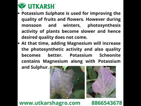 Potassium Schoenite, NPK 00 00 23 Fertilizers for Plants Growth & Home Garden | 100% Water Soluble Powder, Supplement for Fruits & Crops Yields
