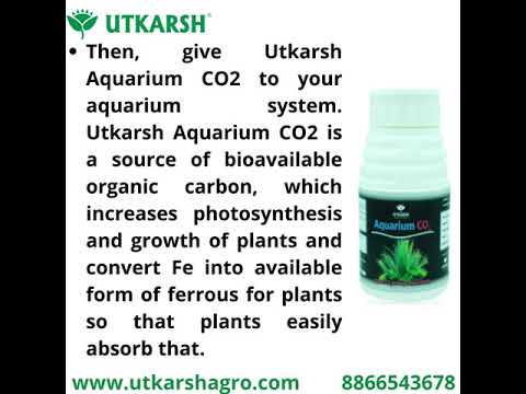 Aquarium CO₂ (Liquid CO2 for Aquarium Plants)