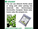 Perlite for Plants Growth, Home Terrace Garden, Indoor & Outdoor Plants, Hydroponics & Horticulture, Conditioner for Potting Soil Mix, Enhances Drainage & Aeration | Size: 2 - 7 mm
