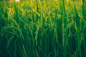 Rice - Utkarsh Agrochem Pvt ltd. 