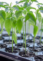 Seed Starting