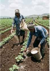 Soil Application