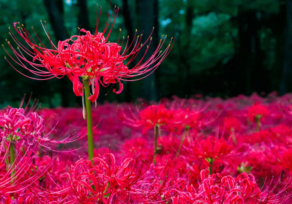 Spider Lily Farming Schedule Utkarsh