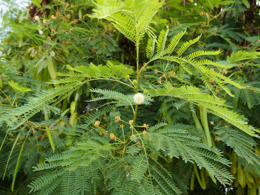 Utkarsh Subabul (Lead Tree or Wild/River Tamarind) Farming Schedule