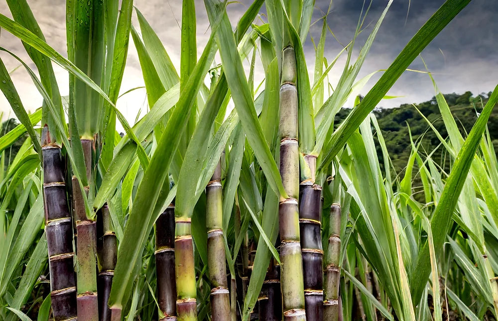 Sugarcane