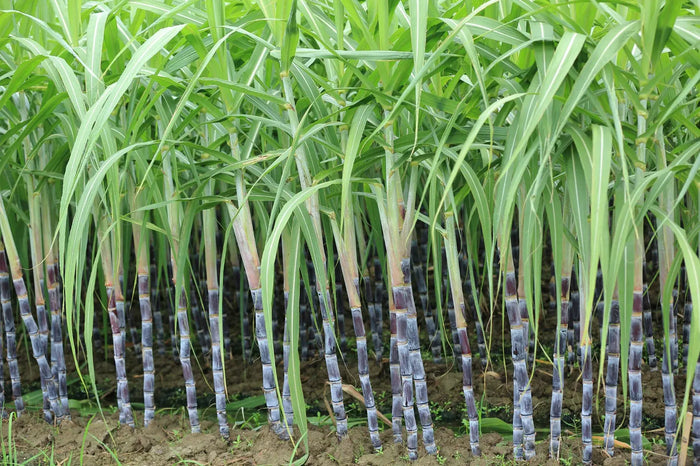 Cotton & Sugarcane