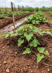 Seed Treatment