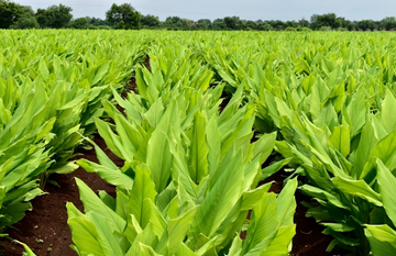 Turmeric