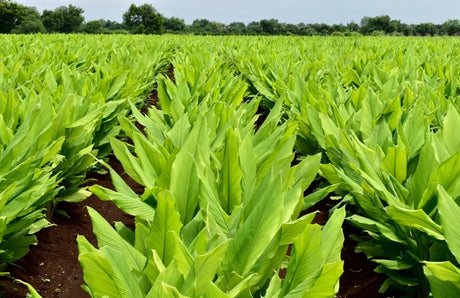 Turmeric - Utkarsh Agrochem Pvt ltd. 