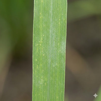 Early fungal infections