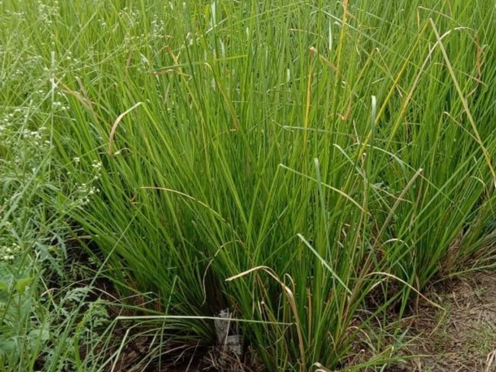 Utkarsh Vetivar Khus Farming Schedule