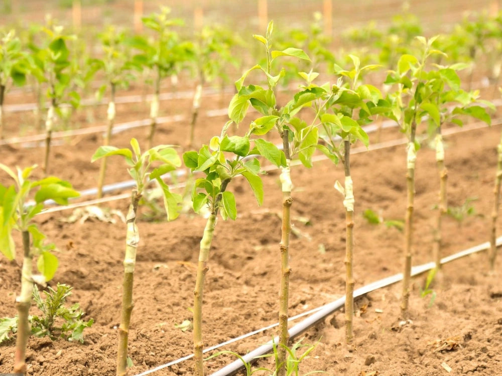 Utkarsh Young Fruit Trees Farming Schedule